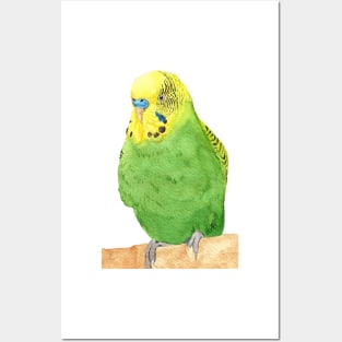 budgie bird parrot watercolor Posters and Art